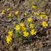 Eriophyllum lanatum - Photo (c) Christopher J. Earle, algunos derechos reservados (CC BY-NC), uploaded by Christopher J. Earle
