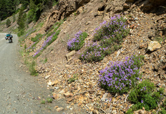Penstemon fruticosus