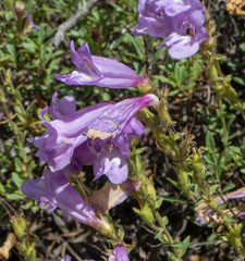 Penstemon fruticosus