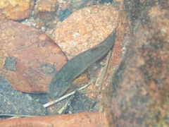 Oreonectes platycephalus