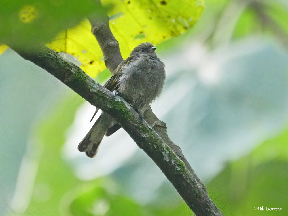 Dwarf Honeyguide