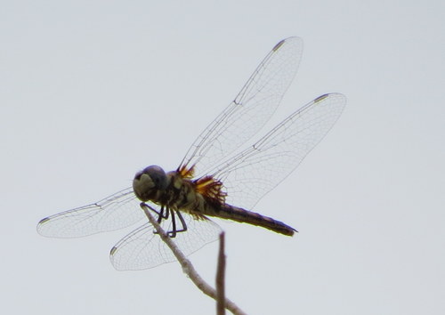 Macrodiplax balteata