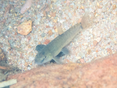 Oreonectes platycephalus