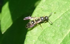 Symmorphus canadensis