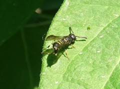 Symmorphus canadensis