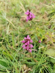 Betonica officinalis