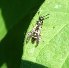 Symmorphus canadensis