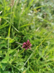 Betonica officinalis