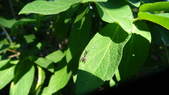Symmorphus canadensis