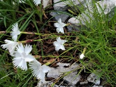 Dianthus petraeus petraeus