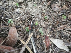 Salvadora lemniscata