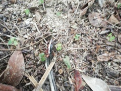 Salvadora lemniscata