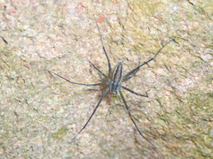 Hygropoda