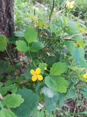 Chelidonium majus