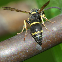 Parancistrocerus pensylvanicus