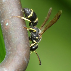 Parancistrocerus pensylvanicus