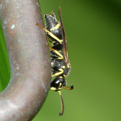 Parancistrocerus pensylvanicus