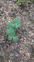 Pelargonium ternifolium