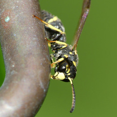 Parancistrocerus pensylvanicus
