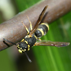 Parancistrocerus pensylvanicus