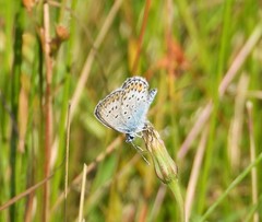 Plebejus idas