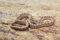 Leptodeira polysticta