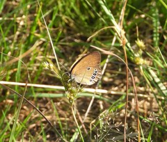 Coenonympha oedippus