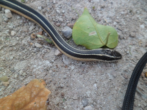 Photo of a Cope's Black-striped Snake (Coniophanes piceivittis)