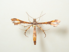 Xyroptila oenophanes