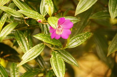 Meriania speciosa