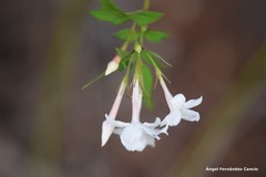 Jasminum officinale