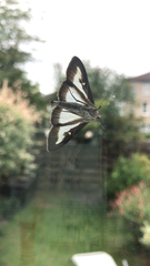 Cydalima perspectalis