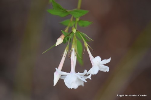 Jasminum officinale