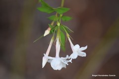 Jasminum officinale