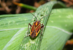 Horistus orientalis