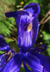 Horistus orientalis