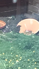 Turdus merula