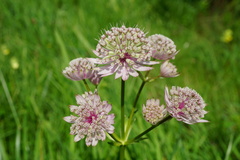 Astrantia major