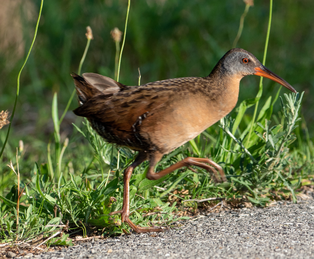 Rallus limicola friedmanni