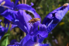 Horistus orientalis