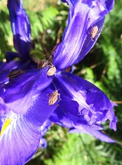 Horistus orientalis