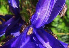Horistus orientalis