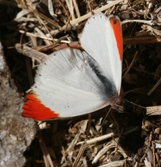 Colotis antevippe gavisa