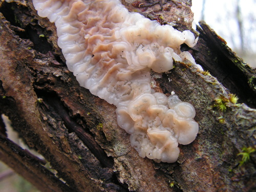 White Brain