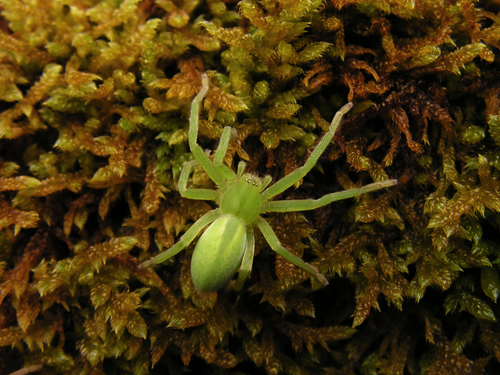 Green Huntsman Spider