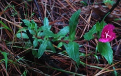 Oenothera deserticola