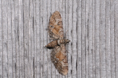 Eupithecia anticaria