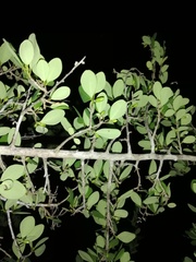 Erythroxylum havanense