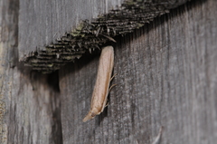 Pima albiplagiatella