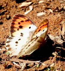 Colotis annae